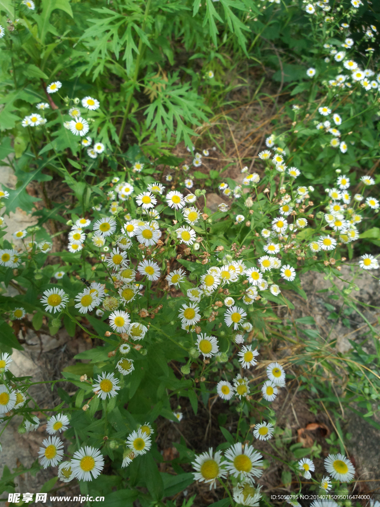 山菊花