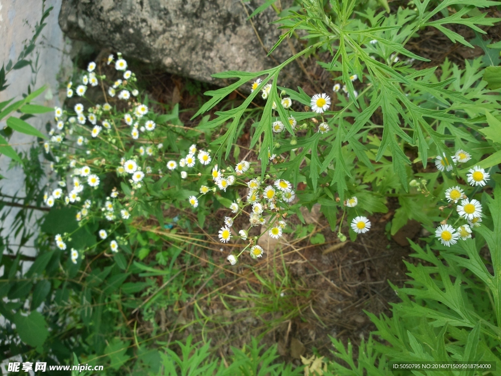 山菊花