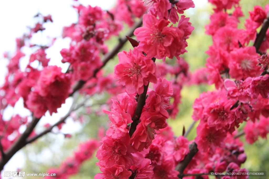 桃花