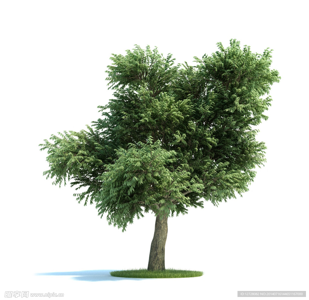 樹(shù)木  植物  景觀植物