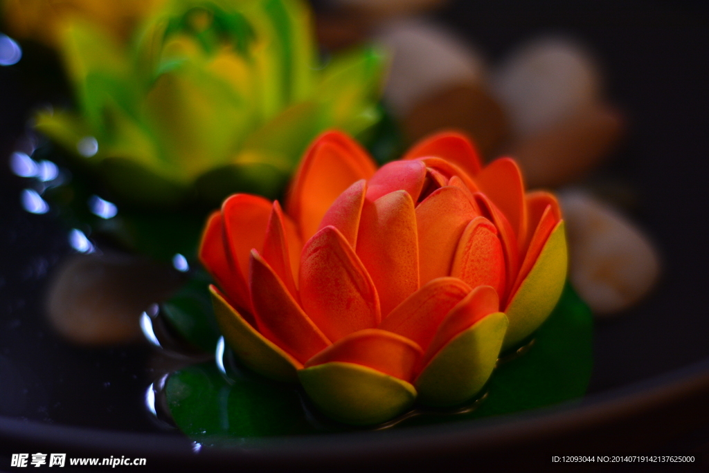 紅色荷花