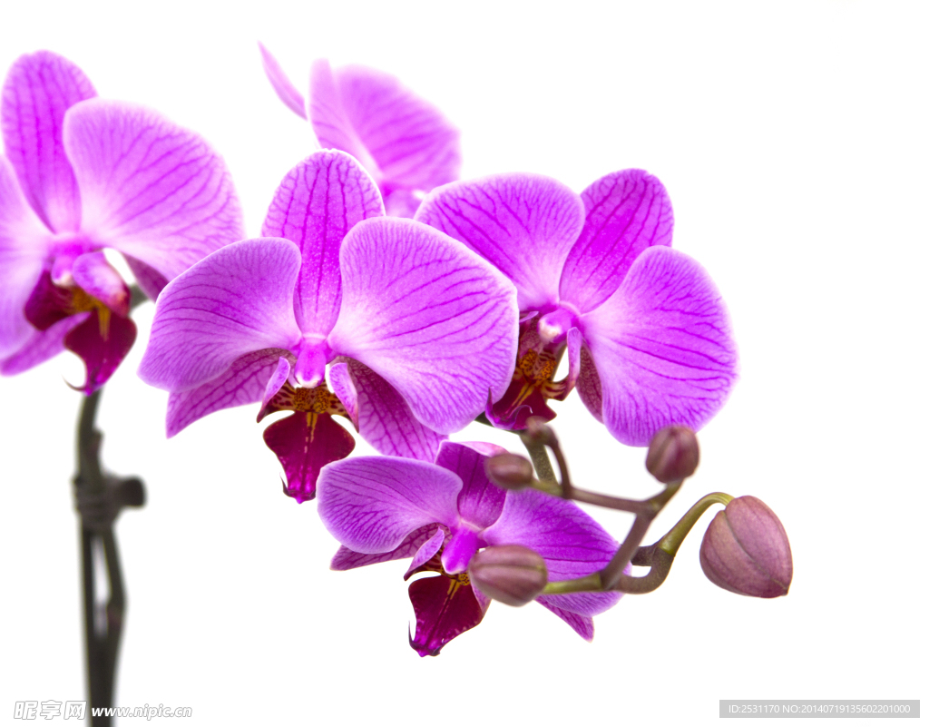 蘭花