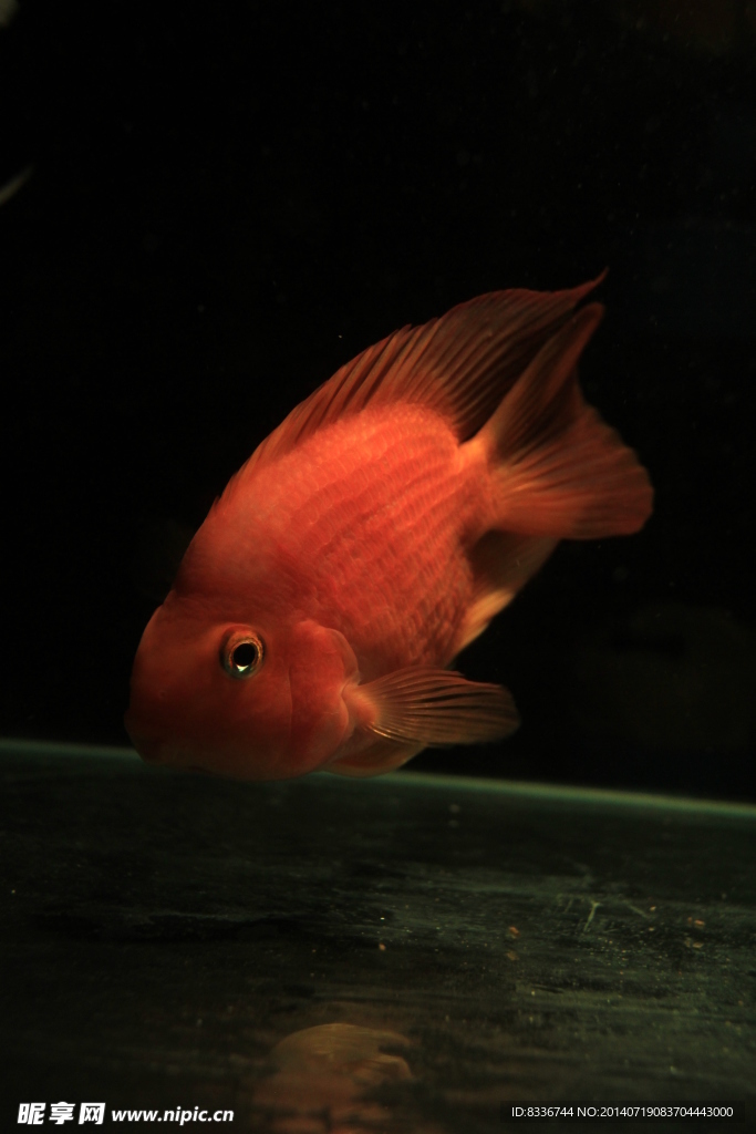 鸚鵡魚