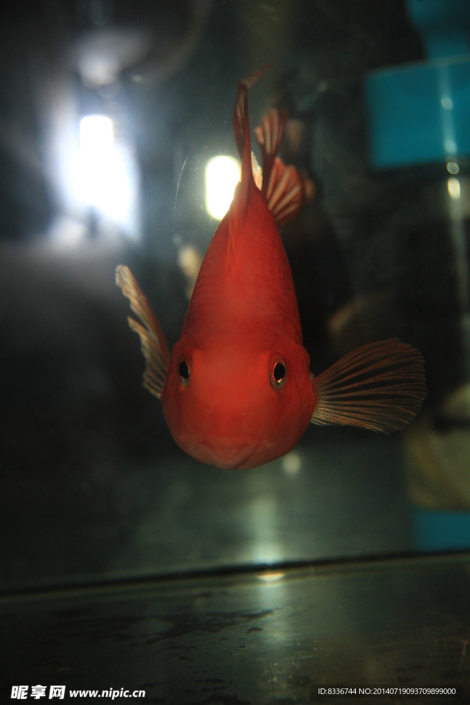 鸚鵡魚