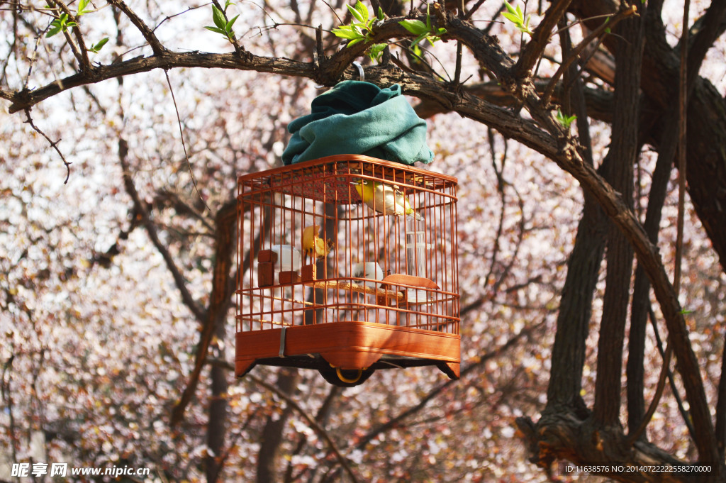 櫻花