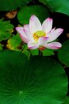 蓮 荷花