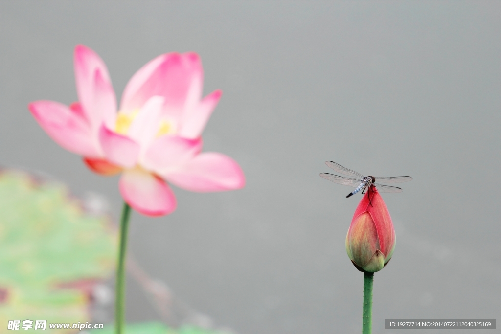 荷花