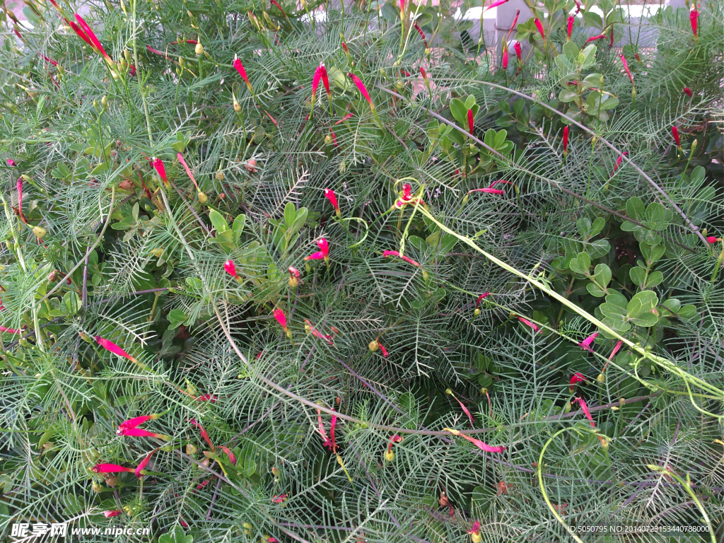 藤蔓小紅花