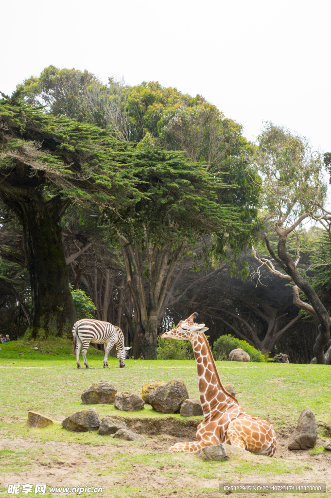 旧金山动物园里的长颈