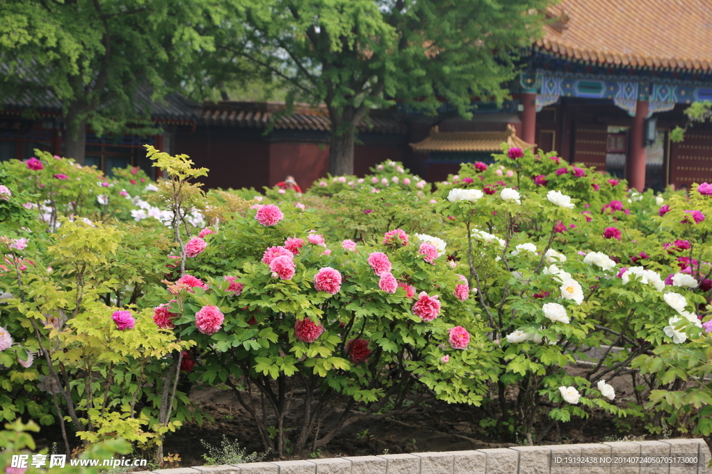 牡丹 花卉 植物 園林