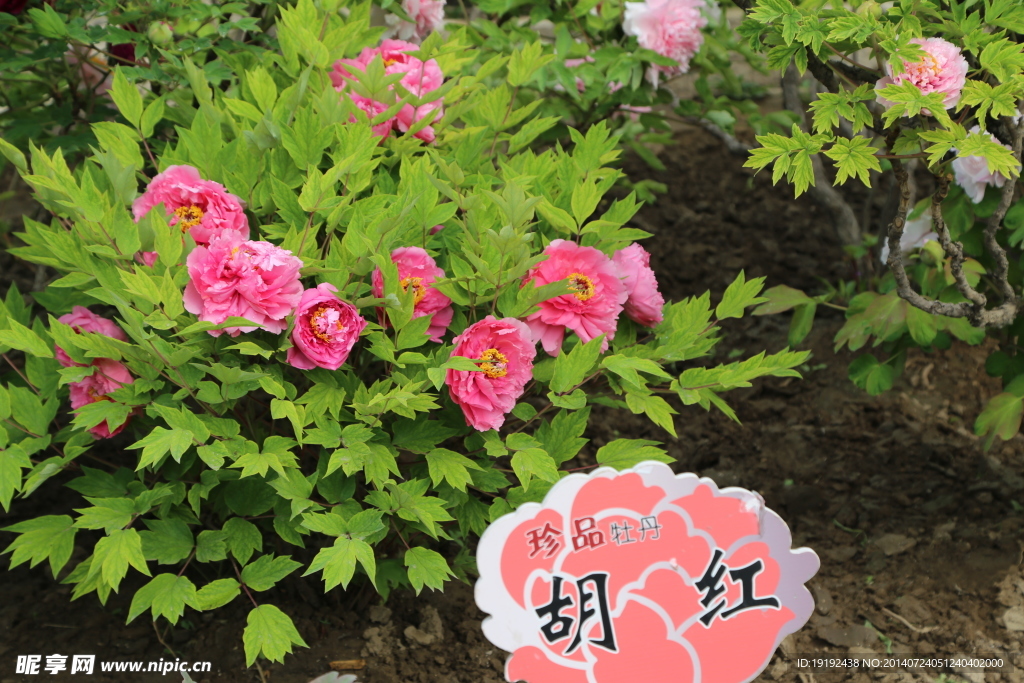 牡丹 花卉 植物 園林