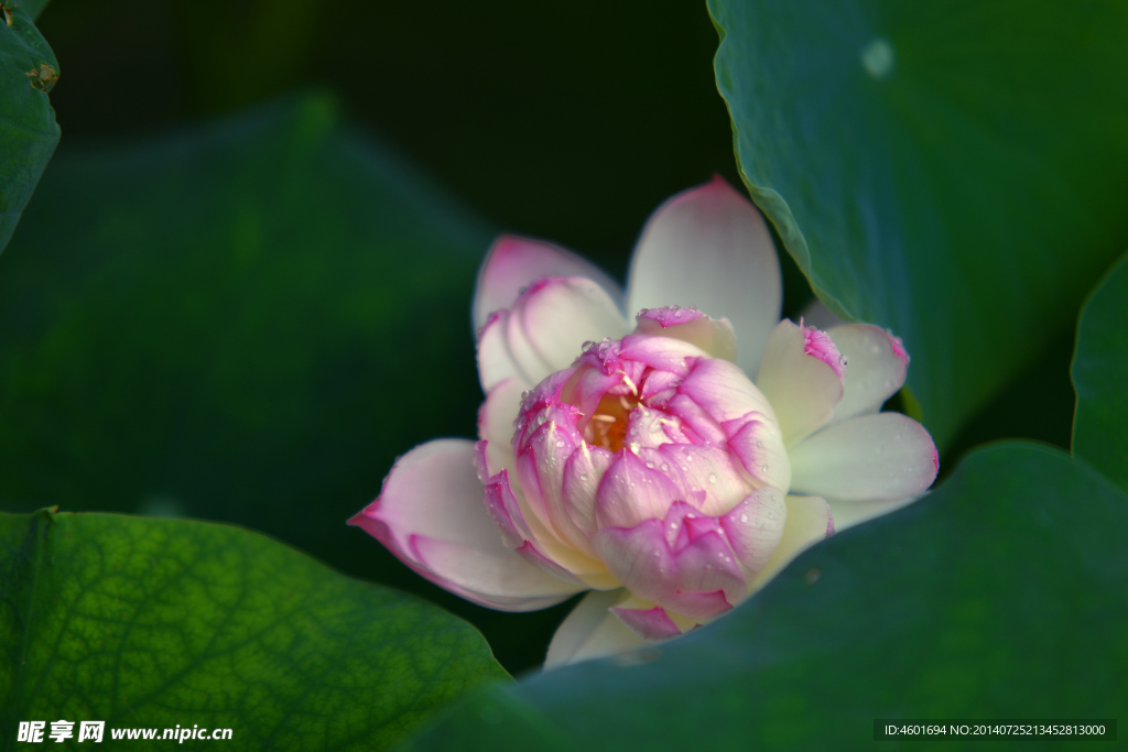 荷花素材