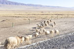 冬天的草原和羊群