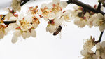 蜜蜂 白色桃花