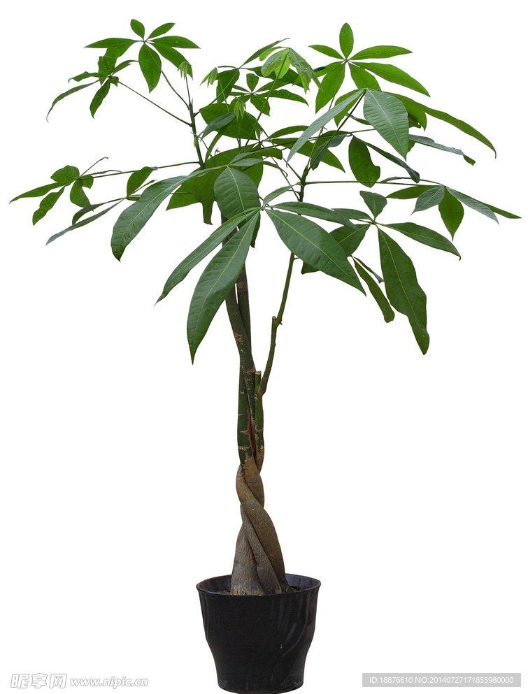 大果木棉樹