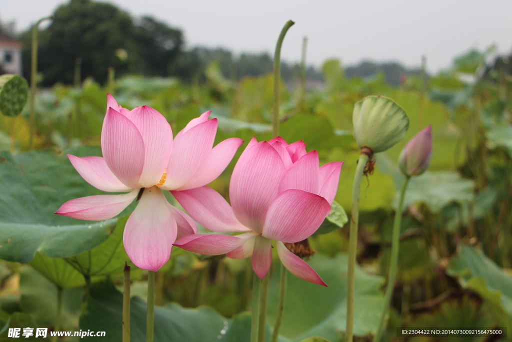 蓮花