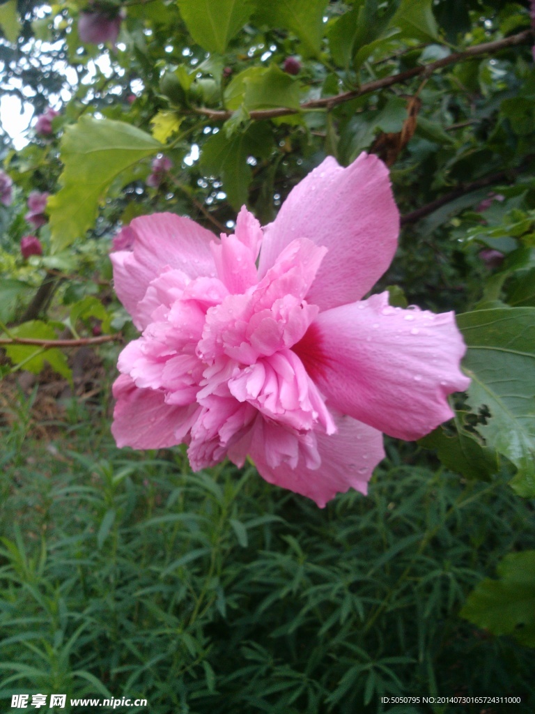 木槿花攝影