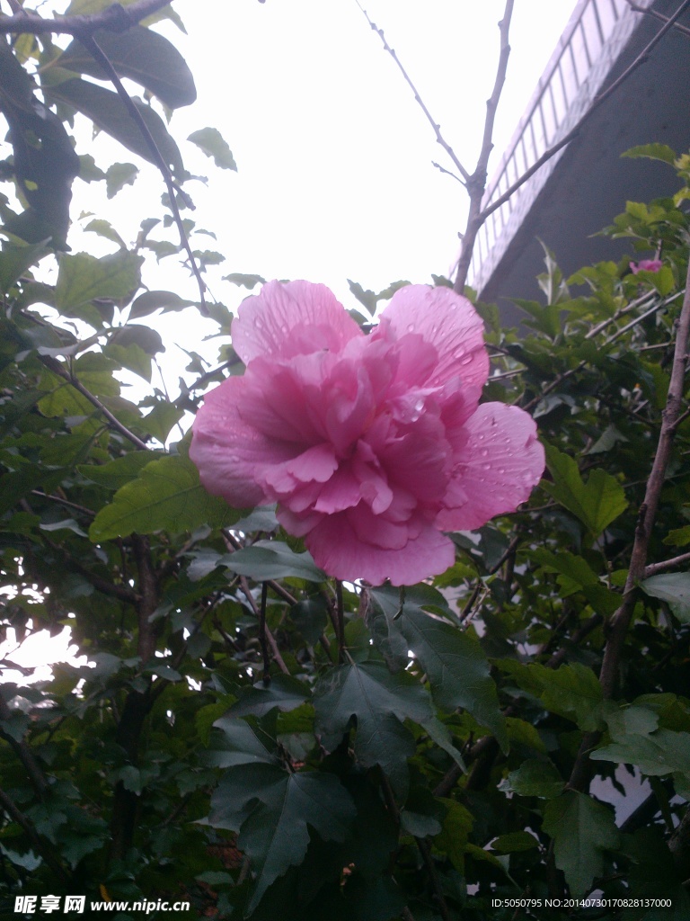 木槿花攝影