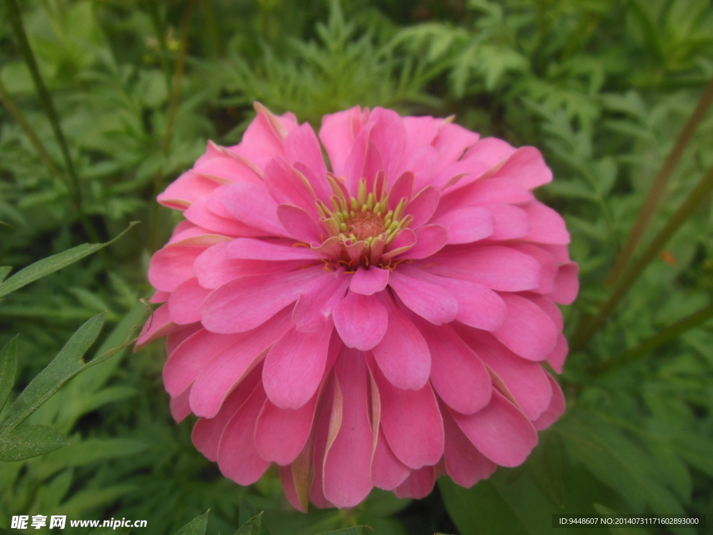 六月菊