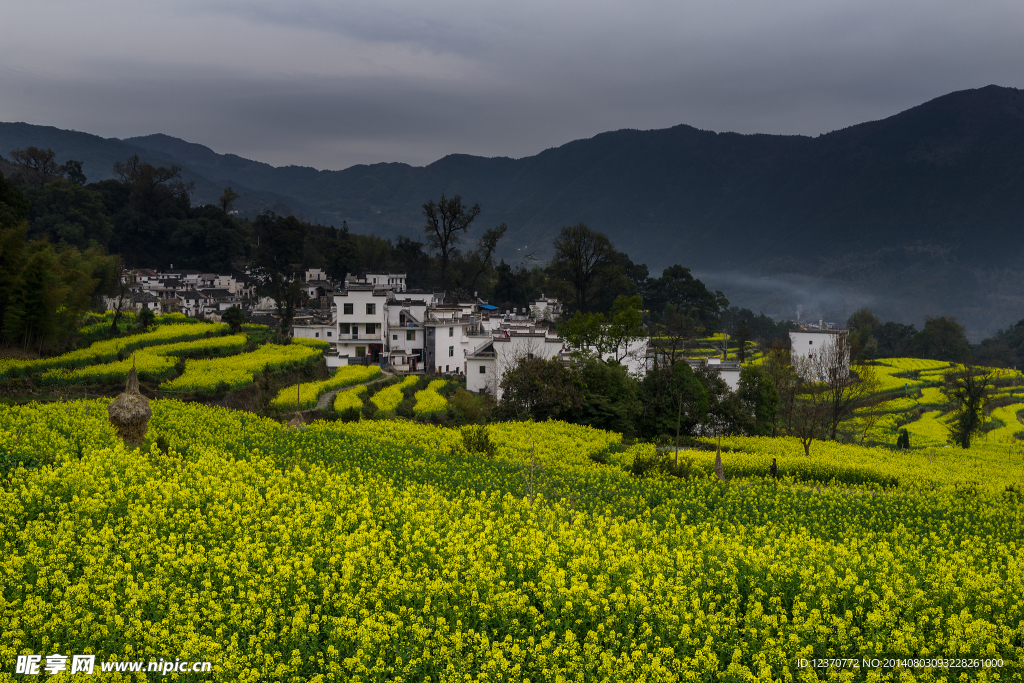 油菜花