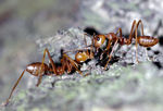两只蚂蚁