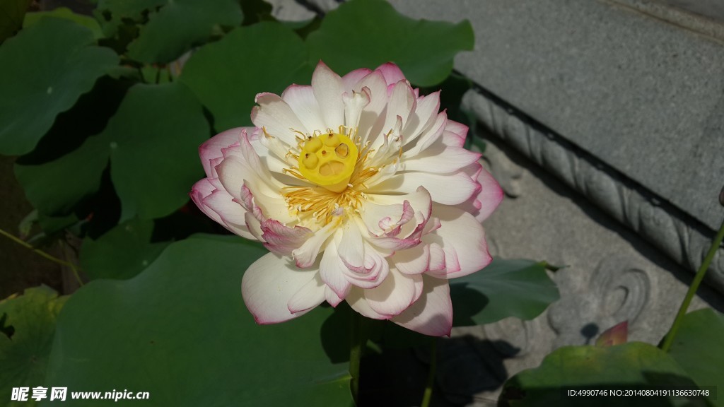 淺粉色荷花