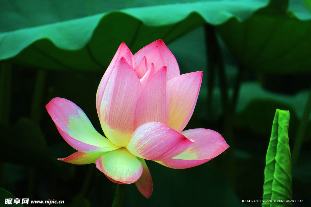 雨后荷花