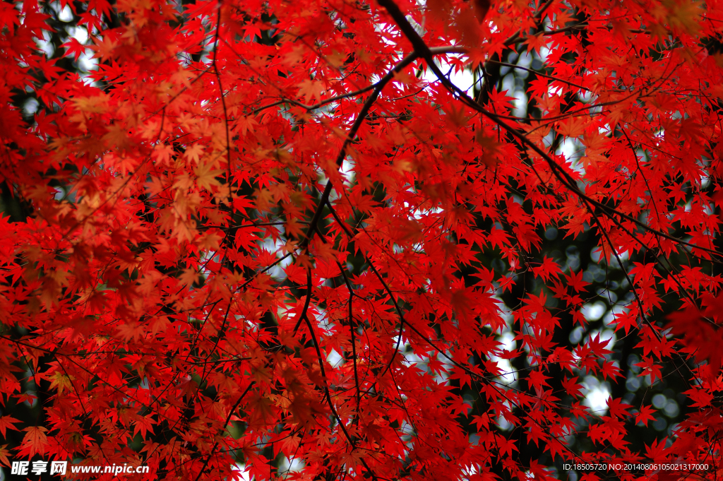 紅楓葉背景圖片