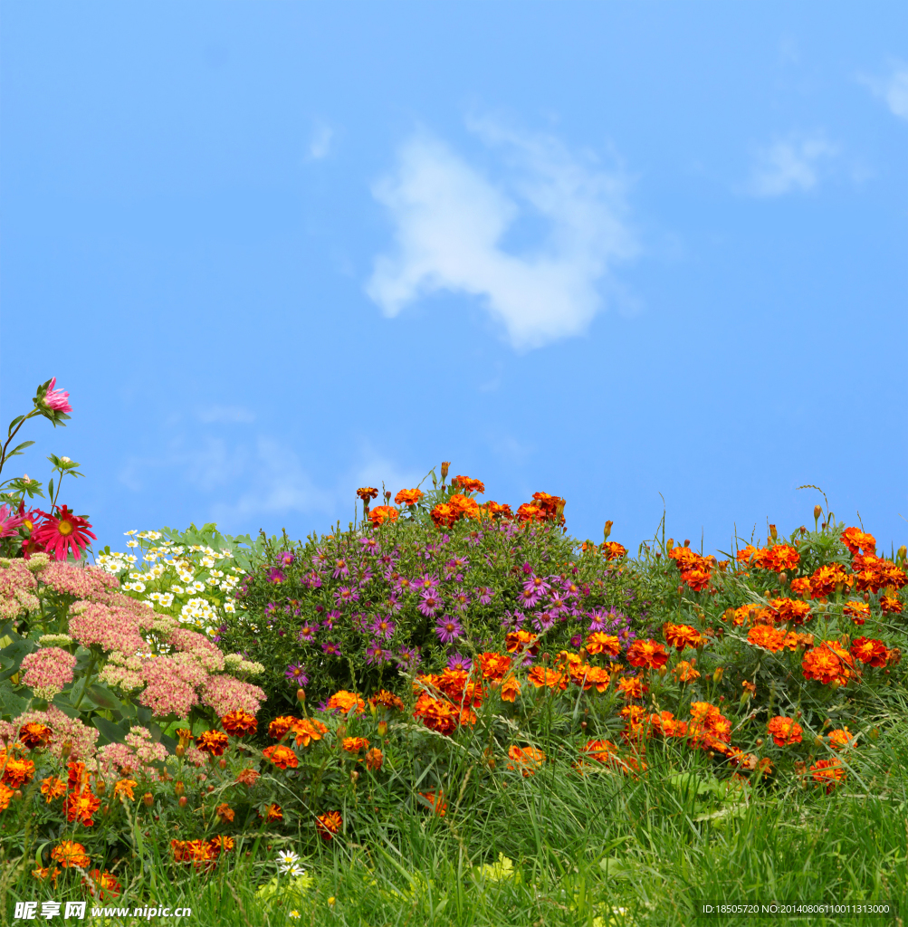 野花綠草風景