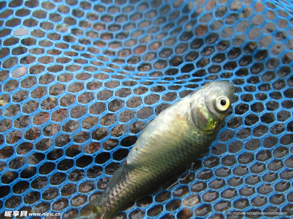 漁網(wǎng)和魚