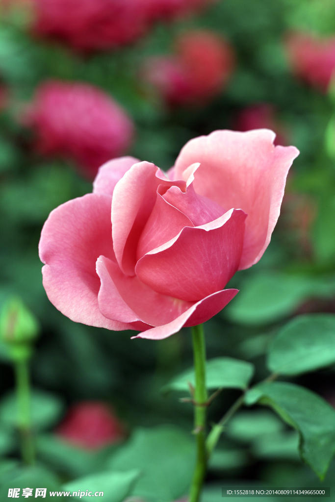 月季花