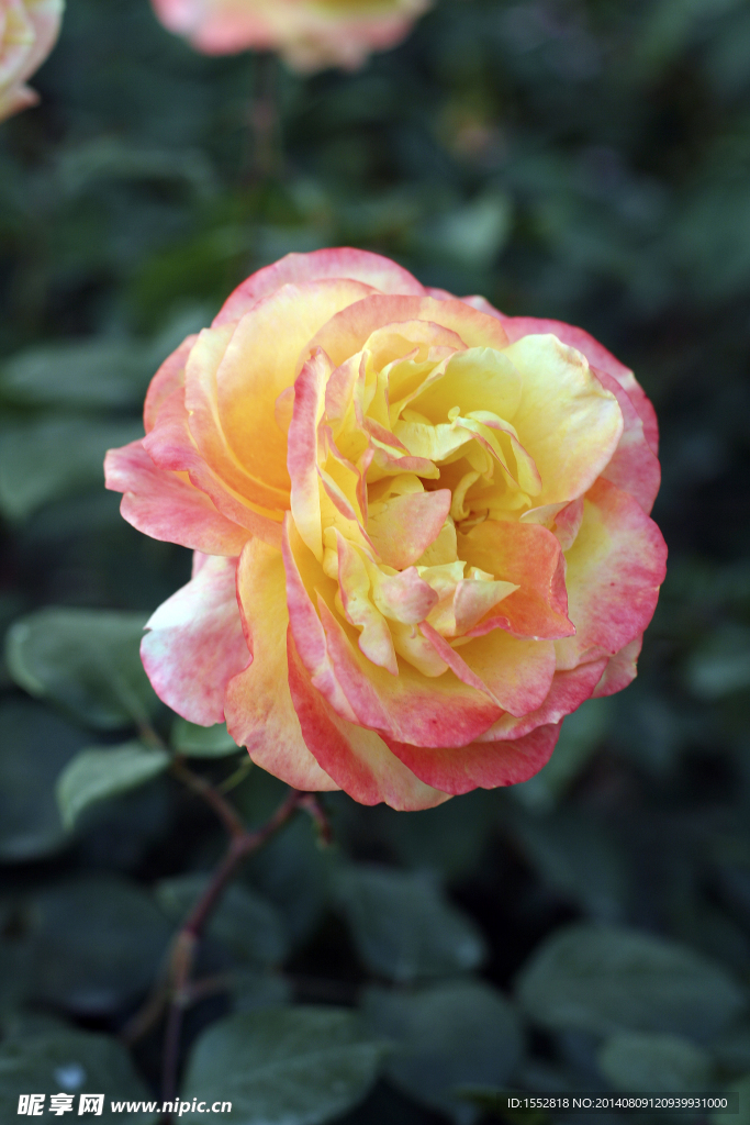 月季花