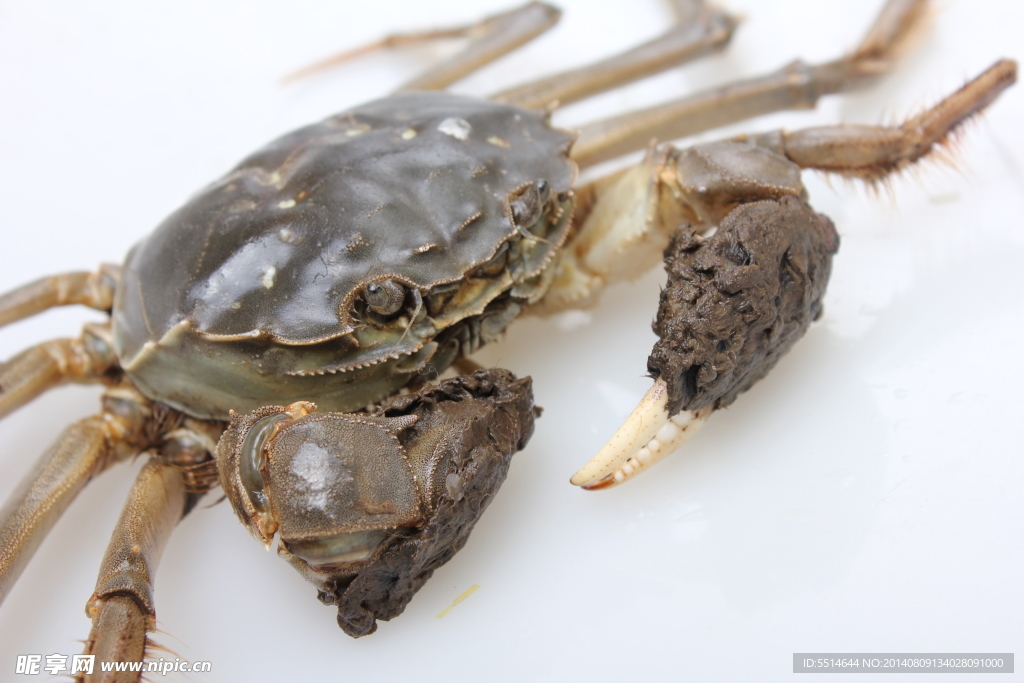 陽澄湖大閘蟹 大閘蟹 