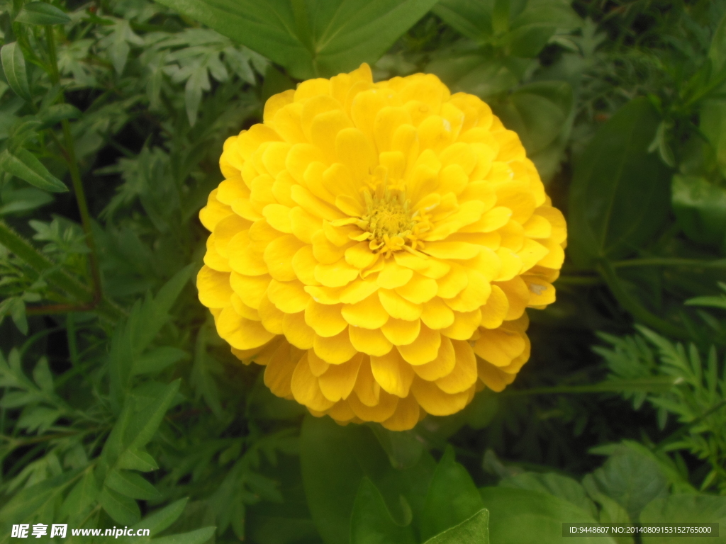 六月菊