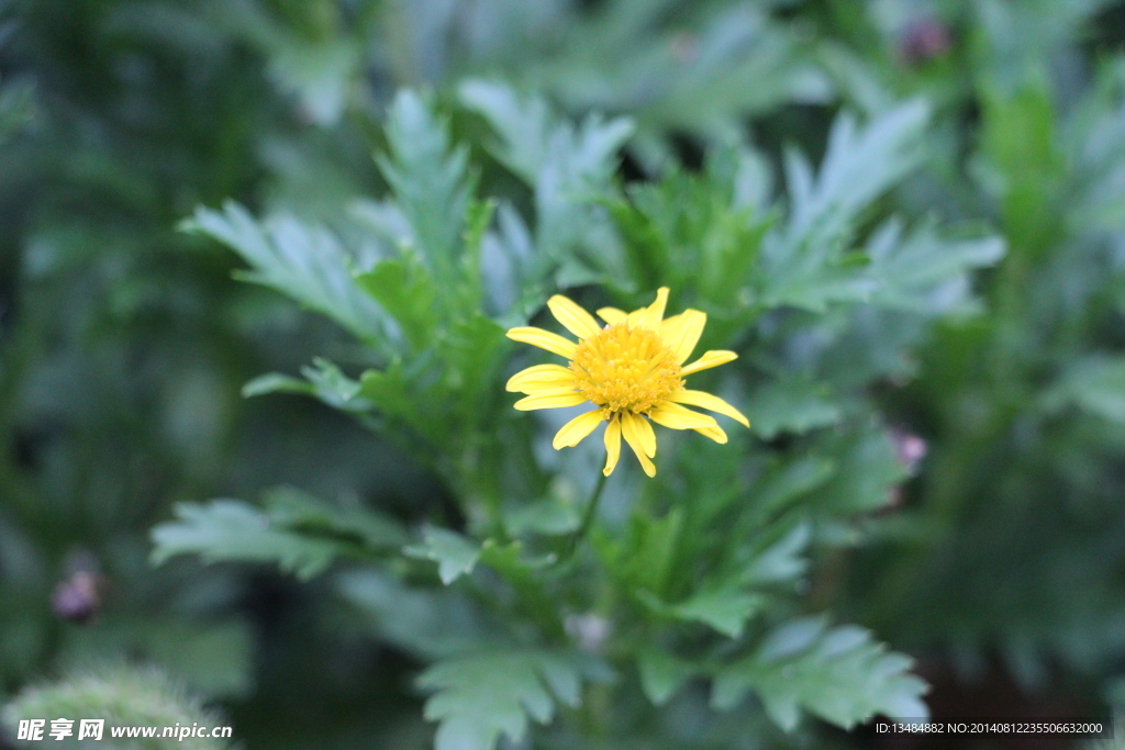 花 野花 綠色 粉色 野