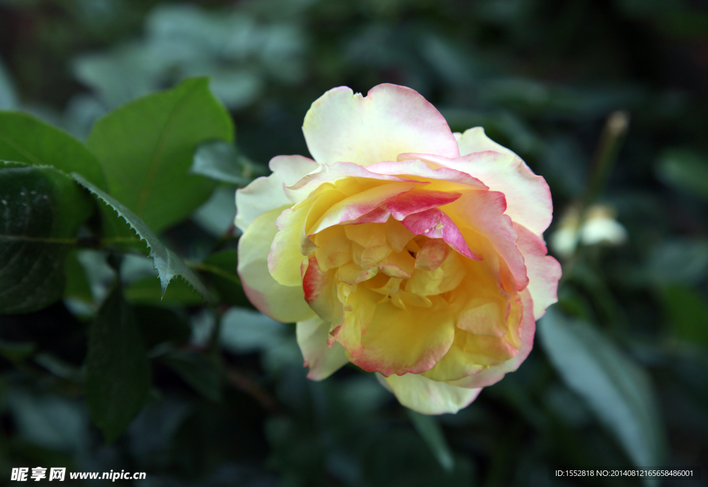 月季花