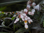 花葉艷山姜