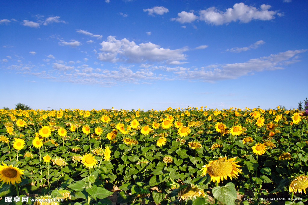 向日葵 太陽花