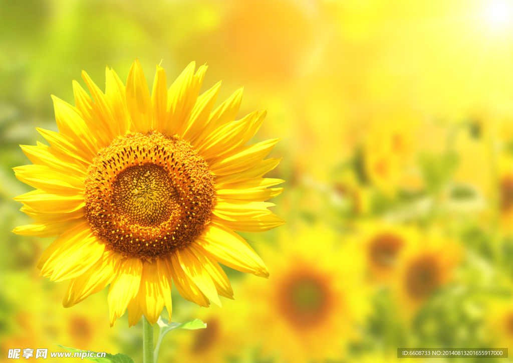 向日葵 太陽花