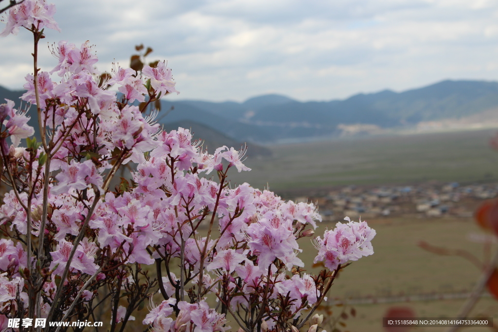 山上杜鹃