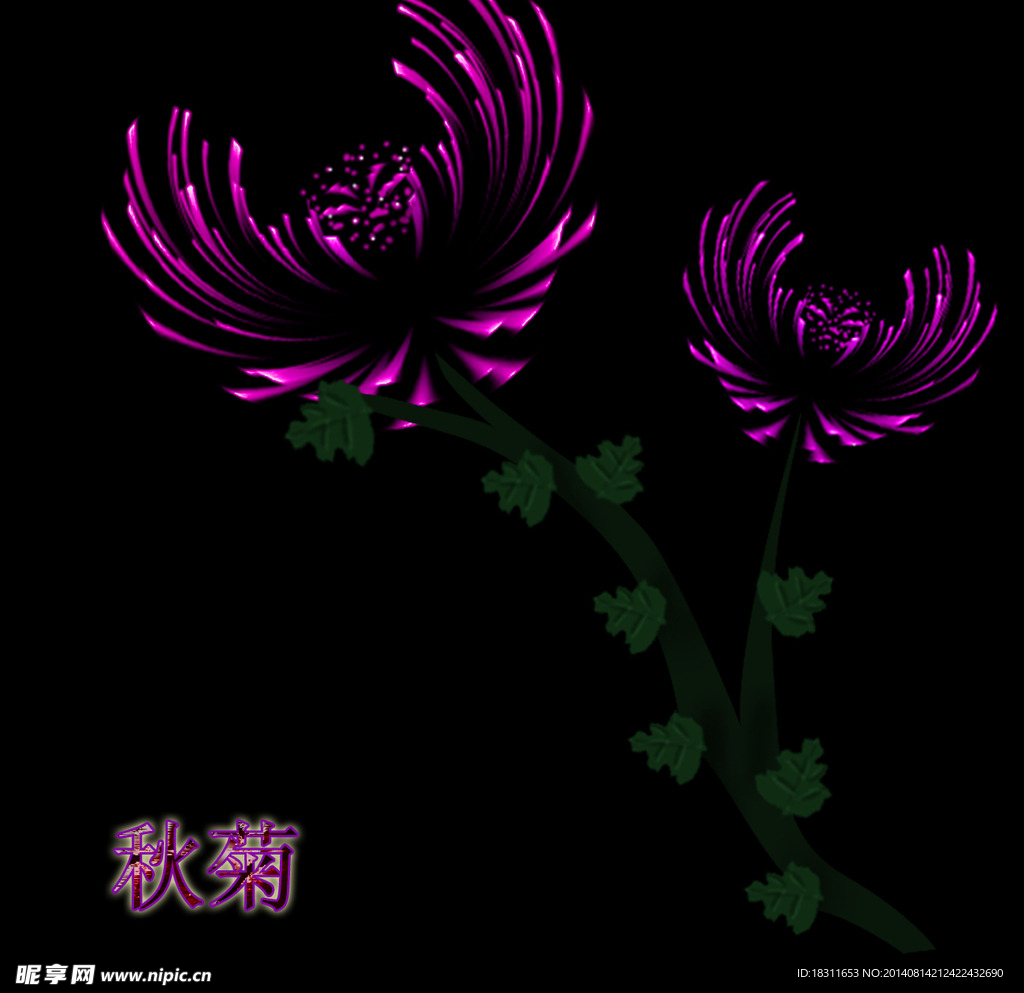 菊花
