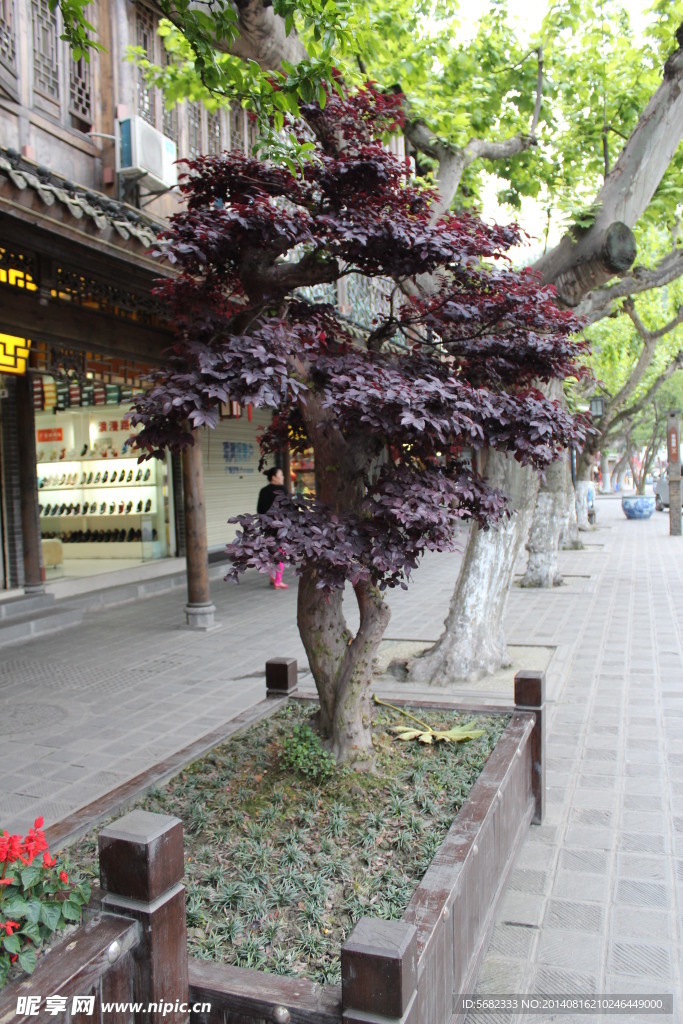 街送盆景