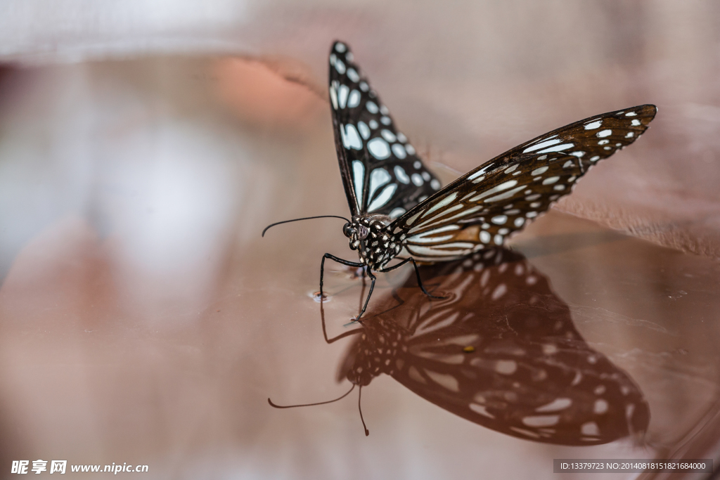 饮水的黑绢斑蝶