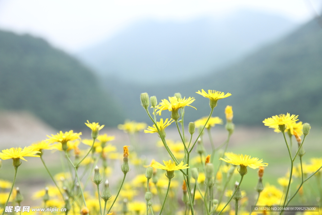 野花