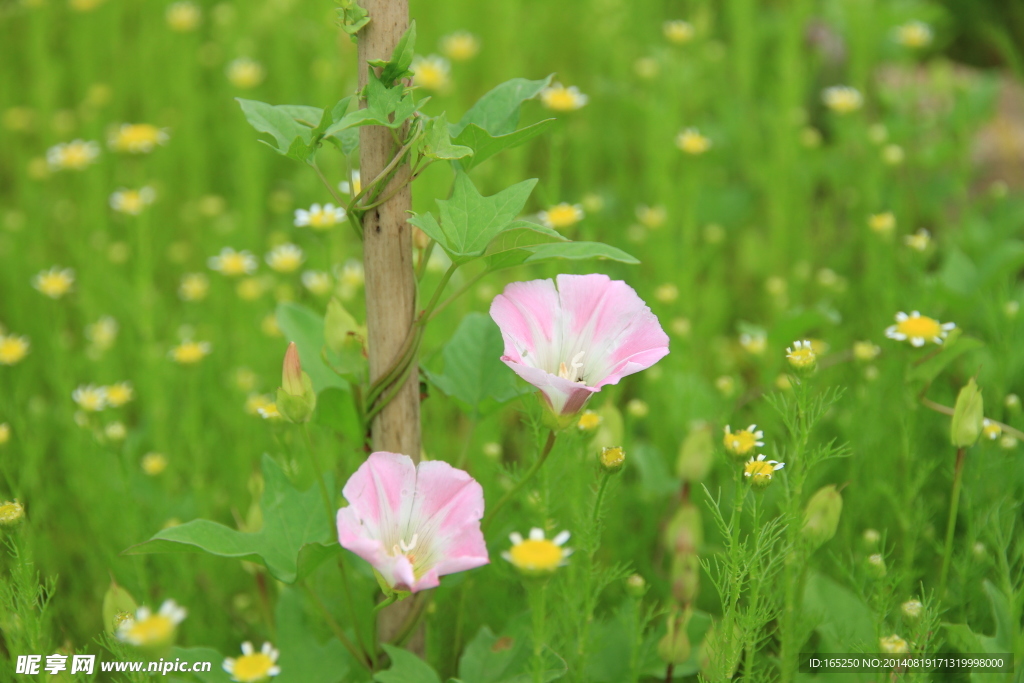 牽牛花