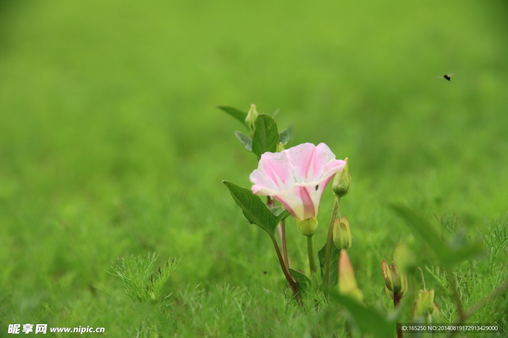 牽牛花