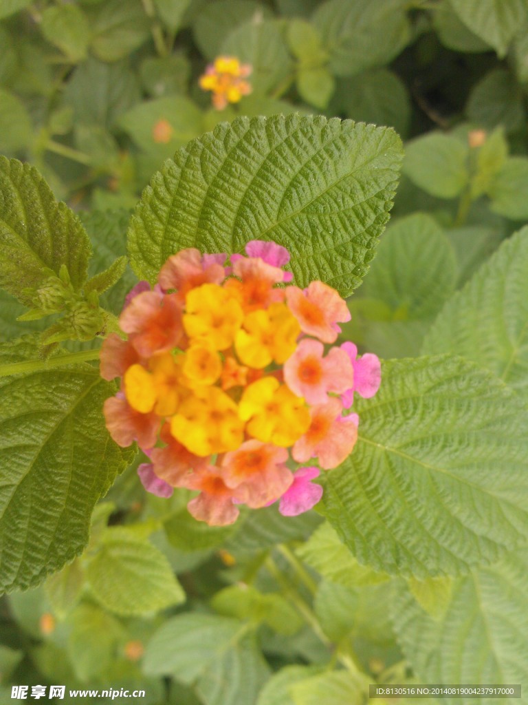 多彩花