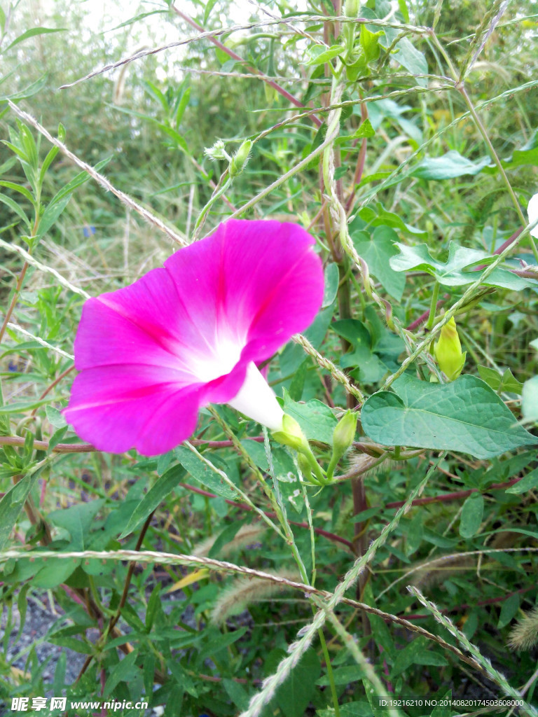 植物花
