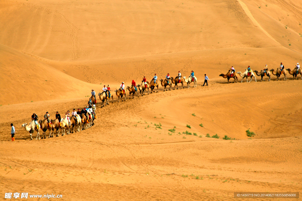 沙漠中的骆驼队