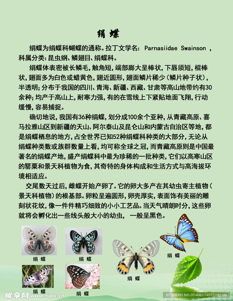 蝴蝶圖片